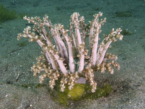 Beige-coloured tree anemone, hellfire (Actinodendron arboreum), sea anemone, with branching structures on the seabed, dive site Secret Bay, Gilimanuk, Bali, Indonesia