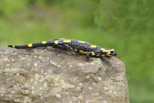 Fire salamander (Salamandra salamandra), running over a stone, Wildlife, North Rhine-Westphalia, Germany