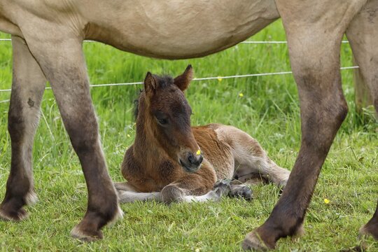 Young Icelandic horse (Equus islandicus), a few hours old foal resting in the protection of the mother mare in a meadow, filly, female, animal child, Schlesig-Holstein, Germany