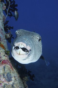Portrait of star puffer (Arothron stellatus) . Dive site Thistlegorm wreck, Sinai, Egypt, Red Sea