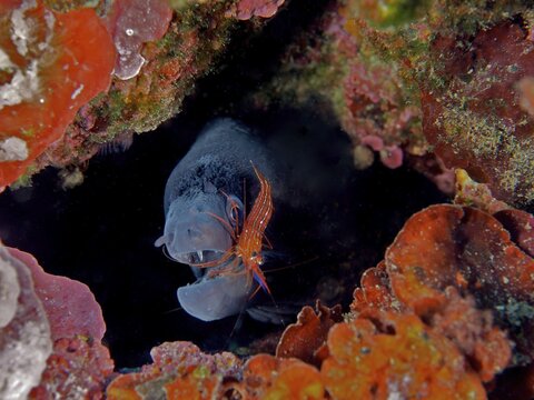 Mediterranean moray (Muraena helena) at cleaning station with monaco cleaner shrimp (Lysmata seticaudata), Mediterranean Sea, Cadaques, Costa Brava, Spain