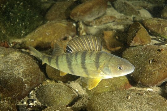 European perch (Perca fluviatilis), perch, at night, Zollbr&uuml;cke dive site, Rheinau, Rhine, High Rhine, Switzerland, Germany