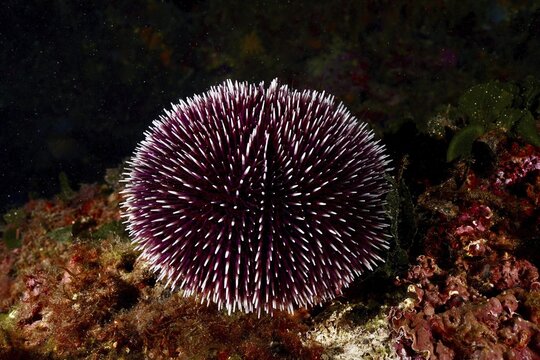 A round Sphaerechinus granularis (Sphaerechinus granularis) rests on a rocky, dark seabed. Dive site Marine reserve Cap de Creus, Rosas, Costa Brava, Spain, Mediterranean Sea