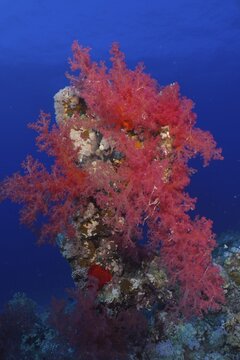 Hemprich's tree coral (Dendronephthya hemprichi), Shaab Claudia reef dive site, Red Sea, Egypt