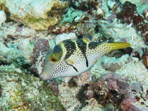 A pufferfish with a striking pattern, saddle point pufferfish (Canthigaster valentini), swimming between corals, dive site PED, Nusa Ceningan, Nusa Penida, Bali, Indonesia