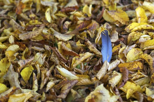 Dove feather, plume of a dove, lying in autumn leaves, main cemetery, autumn, Stuttgart, Baden-W&uuml;rttemberg, Germany