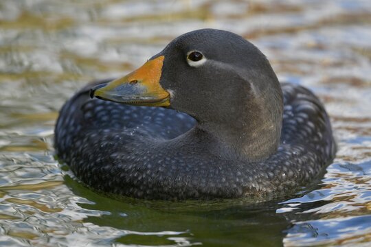 Fuegian steamer duck (Tachyeres pteneres), floats in water, captive, Germany