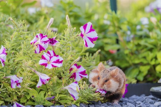 A European hamster (Cricetus cricetus) searches for food on a decorated grave and eats the petals of flowers. Vienna, Austria