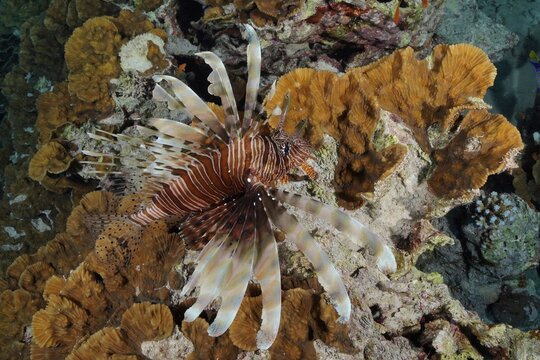 Pacific red lionfish (Pterois volitans) on yellow scroll coral (Turbinaria reniformis), dive site Marsa Shona Reef, Egypt, Red Sea
