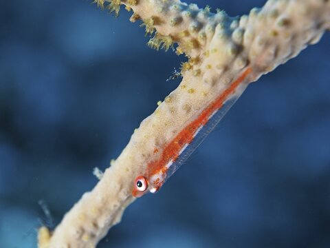 Dwarf pygmy goby (Bryaninops cf discus), dive site House Reef, Mangrove Bay, El Quesir, Red Sea, Egypt