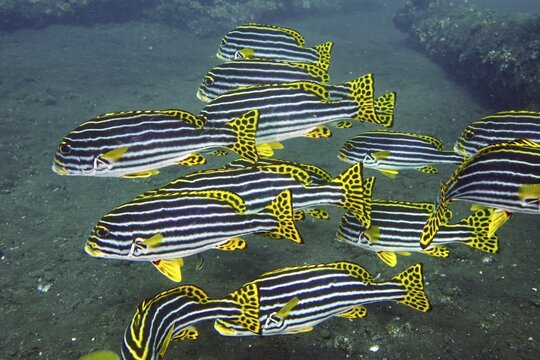 A school of yellow-black striped fish, Oriental sweetlips (Plectorhinchus vittatus), swimming above the seabed, dive site USAT Liberty, Tulamben, Bali, Indonesia