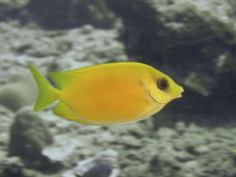 Bright yellow fish, Indian coral rabbitfish (Siganus corallinus), swimming in a clear sea, dive site Close Encounters, Permuteran, Bali, Indonesia