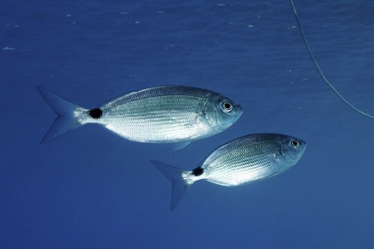 Two (Oblada melanura) specimens of sea bream, in the Mediterranean near Hy&egrave;res. Unicoloured blue background, detachable. Dive site marine reserve Port Cros, C&ocirc;te d' Azur, France