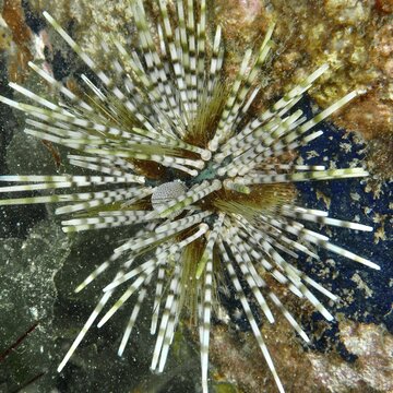 Sea urchin with colourful, long spines, banded sea urchin (Echinothrix calamaris), on reefy ground, dive site Secret Bay, Gilimanuk, Bali, Indonesia