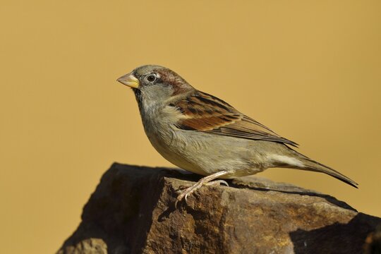 House sparrow (Passer domesticus), male, sitting on a stone, Siegerland, North Rhine-Westphalia, Germany