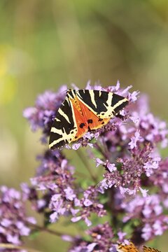 Jersey tiger or Spanish flag (Euplagia quadripunctaria), sucking nectar on Hemp agrimony (Eupatorium cannabinum, in a vineyard, close-up, Moselle valley, Cochem, Rhineland-Palatinate, Germany