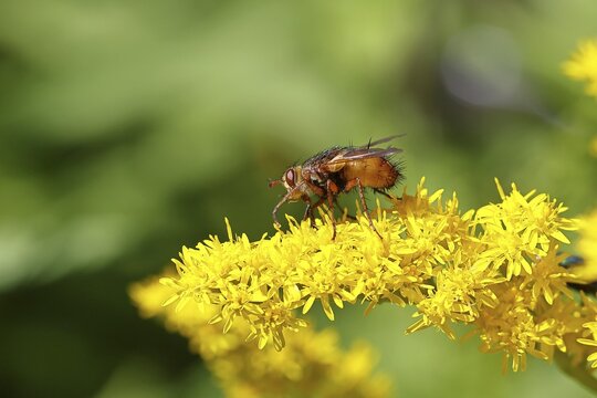 Hedgehog fly (Tachina fera), collecting nectar from a yellow flower of Solidago canadensis (Solidago canadensis), close-up, macro photograph, Wilnsdorf, North Rhine-Westphalia, Germany