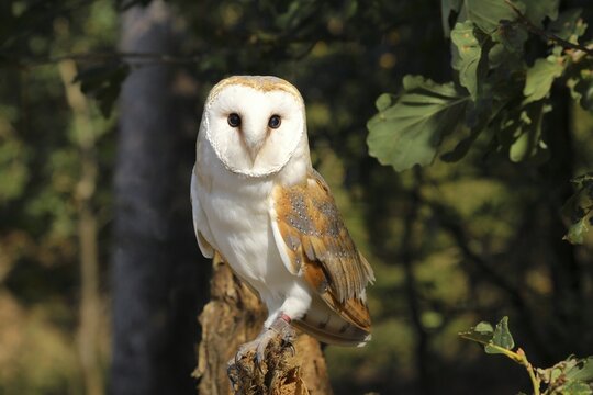 Common barn owl ( Tyto alba) Female, sitting on a tree root, captive, Rhineland-Palatinate, Germany