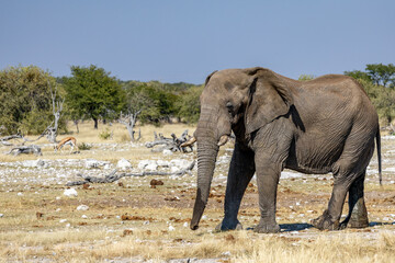 Obraz premium African wildlife gathering at a waterhole in Etosha National Park, Namibia. Elephants, zebras, giraffes and antelopes in their natural habitat under the African sky. 