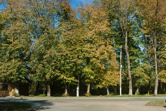 Vibrant autumn foliage captured in a serene park location with tall trees basking in golden sunlight