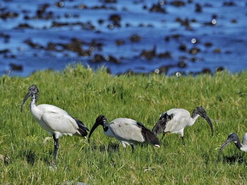 Group of african sacred ibis (Threskiornis aethiopicus) in the Cape of Good Hope National Park, Cape Town, South Africa