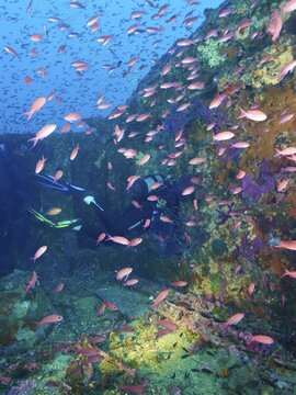 A diver penetrates a multicoloured shipwreck, surrounded by a multitude of small fish, Mediterranean flagfish (Anthias anthias) . Dive site wreck Le Grecq, Giens peninsula, Mediterranean Sea, Provence Alpes C&ocirc;te d'Azur, France