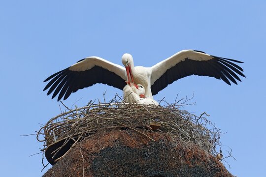 White storks (Ciconia ciconia), mating on the nest, Schleswig-Holstein, Germany