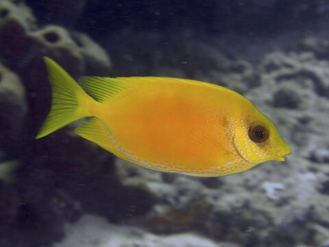 A bright yellow Indian coral rabbitfish (Siganus corallinus) swimming in the sea, dive site Close Encounters, Permuteran, Bali, Indonesia