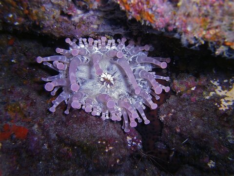 Club-tipped anemone (Telmatactis cricoides), dive site El Cabron Marine Reserve, Arinaga, Gran Canaria, Spain, Atlantic Ocean
