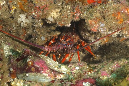 Comb crayfish (Panulirus homarus rubellus), Aliwal Shoal dive site, Umkomaas, KwaZulu Natal, South Africa