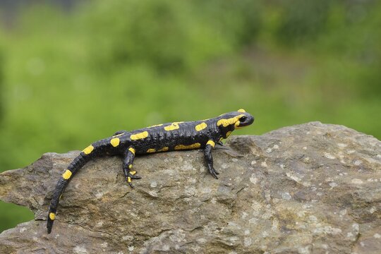 Fire salamander (Salamandra salamandra), running over a stone, Wildlife, North Rhine-Westphalia, Germany