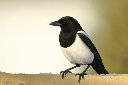 Magpie (Pica pica), North Rhine-Westphalia, Germany