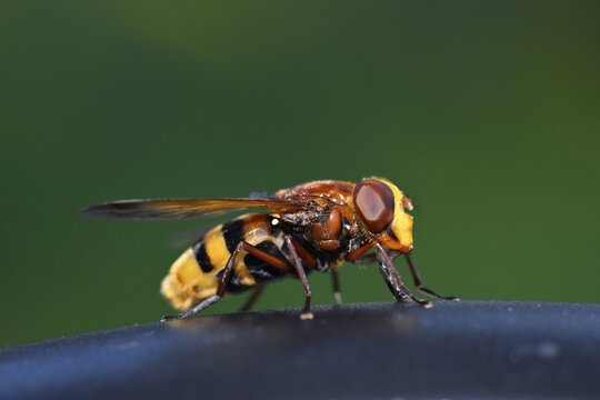 Hornet hoverfly, also hornet mimic hoverfly (Volucella zonaria) or girdle hoverfly, Stuttgart, Baden-W&uuml;rttemberg, Germany