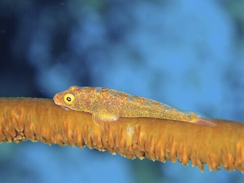 Whip coral dwarf goby (Bryaninops yongei), dwarf goby, dive site Strait of Tiran, Sinai, Egypt, Red Sea