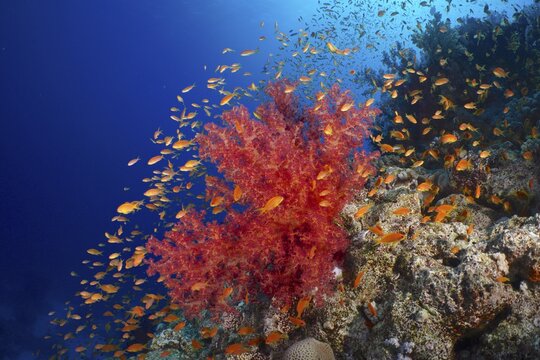 Hemprich's Tree Coral (Dendronephthya hemprichi) and shoal, group of sea goldie (Pseudanthias squamipinnis) backlit, St. Johns Reef dive site, Red Sea, Egypt