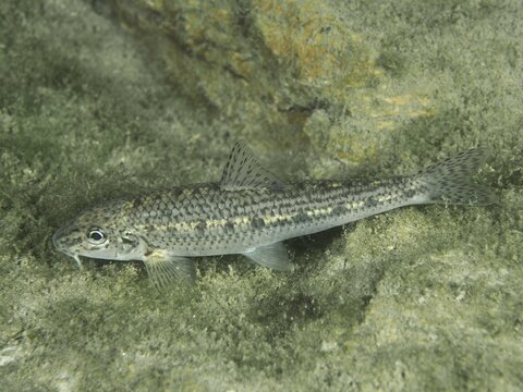 A grey fish, gudgeon (Gobio gobio), resting on a rock covered with algae, dive site Zollbr&uuml;cke, Rheinau, Canton Zurich, Rhine, High Rhine, Switzerland, Germany