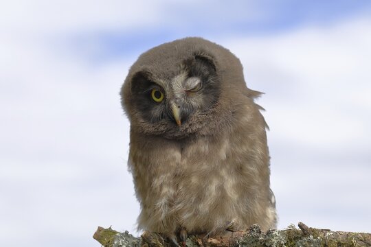 Tengmalm's Owl (Aegolius funereus), young bird sitting on a branch and winking with one eye, animal portrait, Rothaargebirge, Rothaarsteig, North Rhine-Westphalia, Germany