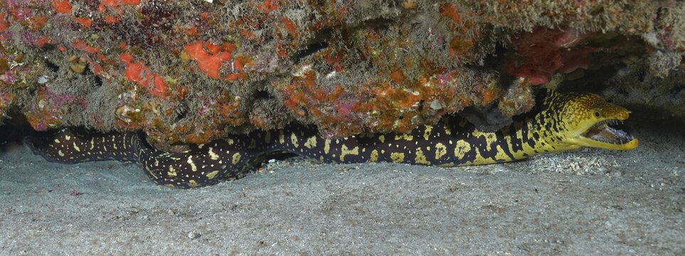 Full body image of fangtooth moray (Enchelycore anatina), El Cabron marine reserve dive site, Arinaga, Gran Canaria, Spain, Atlantic Ocean