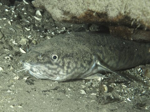 A fish, burbot, burbot (Lota lota), rudd, hiding under a rock on a sandy, shell-like bottom. Dive site Riff Williams, Herrliberg, Lake Zurich, Canton Zurich, Switzerland