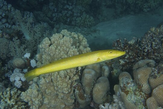 Cigar wrasse (Cheilio inermis) . Dive site Mangrove Bay, El Quesir, Egypt, Red Sea