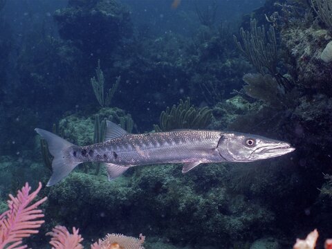 Great barracuda (Sphyraena barracuda), dive site John Pennekamp Coral Reef State Park, Key Largo, Florida Keys, Florida, USA