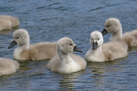 Mute swans (Cygnus olor) chicks, Schleswig-Holstein, Germany