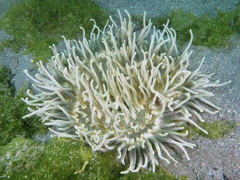 White sea anemone, corkscrew anemone (Macrodactyla doreensis) with extended tentacles on sandy soil with green algae. Secret Bay Dive Site, Gilimanuk, Bali, Indonesia