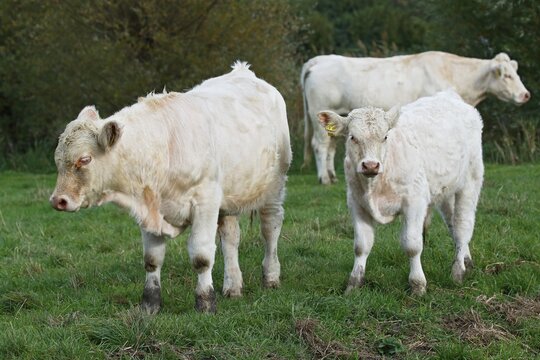 Charolais-Domestic Cattles (Bos primigenius taurus) on a pasture, Schleswig-Holstein, Germany