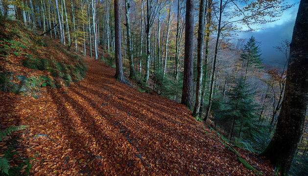 title": "Autumn Forest Pathway with Fallen Leaves, Serene and Tranquil Landscape, Nature Photography, Stock Image", "description": "This serene and tranquil image captures a winding forest pathway bl