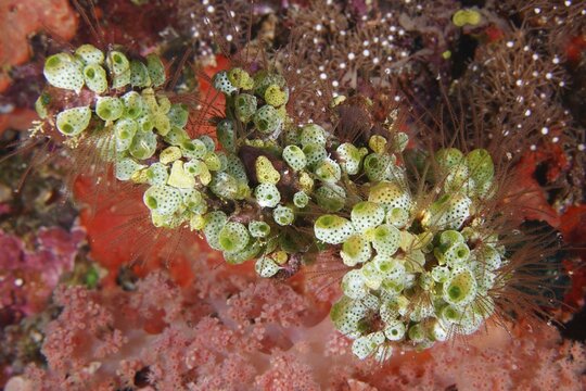 Green Urn Sea Squirt (Didemnum molle) in a lively coral landscape. Dive site Toyapakeh, Nusa Ceningan, Nusa Penida, Bali, Indonesia