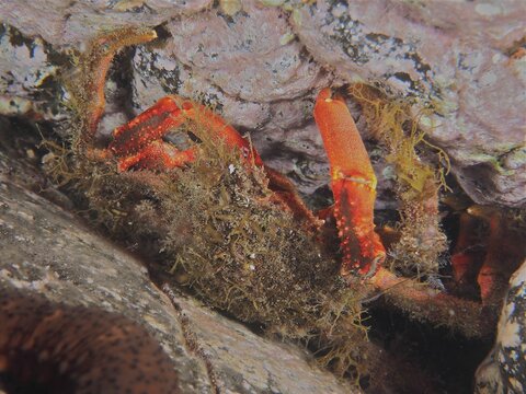 Well camouflaged european spider crab (Maja squinado) (Maja brachydactyla), dive site marine reserve El Cabron, Arinaga, Gran Canaria, Spain, Atlantic Ocean