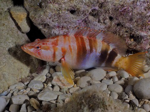 Painted comber (Serranus scriba), Cova de la Sal dive site, L Escala, Costa Brava, Spain, Mediterranean Sea