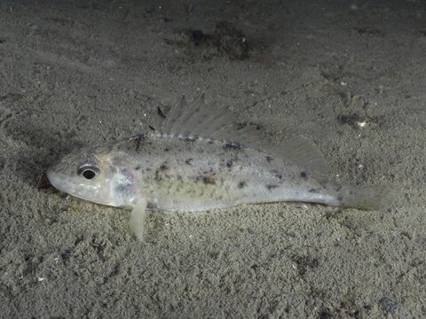 The ruffe (Gymnocephalus cernua) lies on the sandy bottom in a calm underwater environment. Dive site Schoggiwand, Lake Zurich, Kilchberg, Zurich, Switzerland