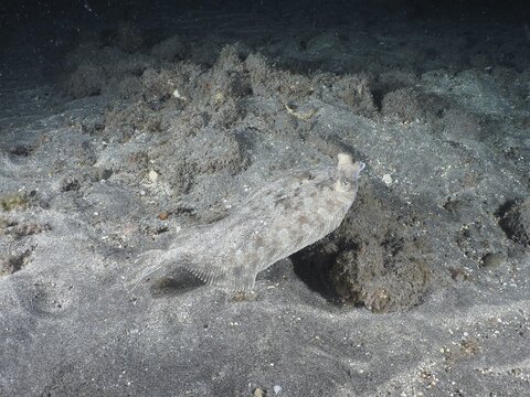 A flounder, wide-eyed turbot (Bothus podas maderensis), at night on the dark seabed, well camouflaged. Dive site Playa, Los Cristianos, Tenerife, Canary Islands, Spain